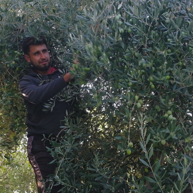 Mut ilçesinde zeytin hasadı sürüyor