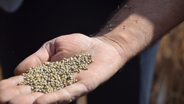 Konya'da endüstriyel kenevirin hasadı başladı