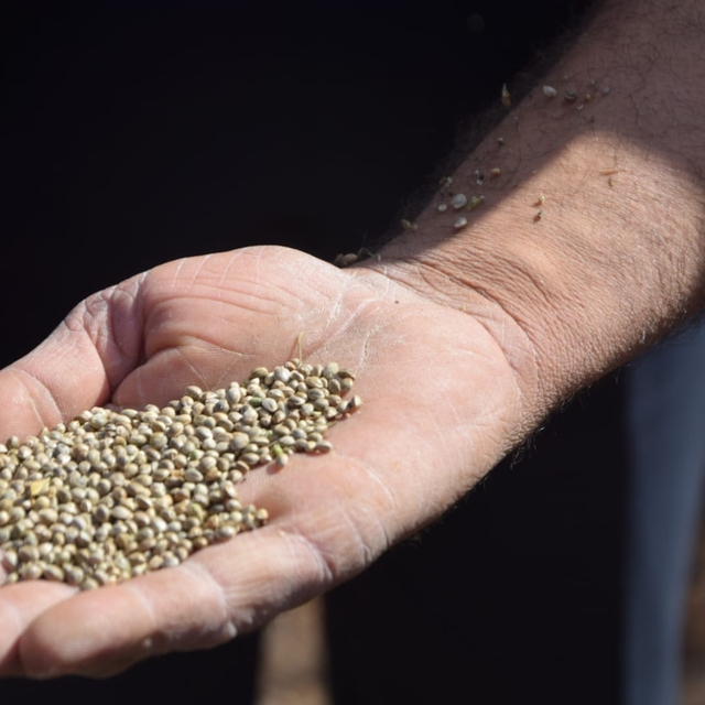 Konya'da endüstriyel kenevirin hasadı başladı