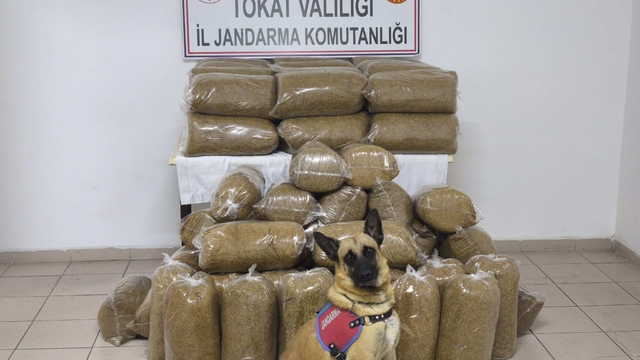 Tokat'ta 340 kilogram kaçak tütün ele geçirildi