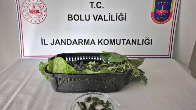 Yolcu otobüsünde ülkeye sokulması yasak olan 500 su kaplumbağası ele geçirildi