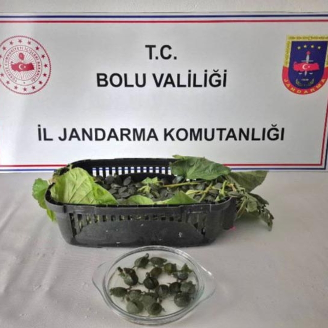 Yolcu otobüsünde ülkeye sokulması yasak olan 500 su kaplumbağası ele geçiri...