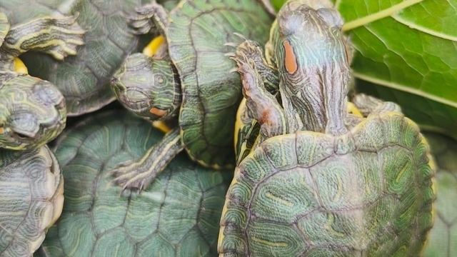 Bolu'da yolcu otobüsünde 500 kırmızı benekli su kaplumbağası ele geçirildi