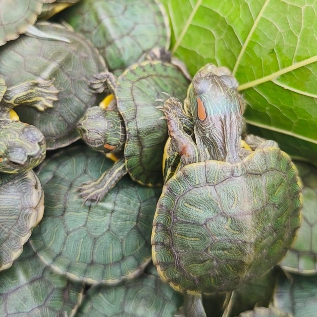Bolu'da yolcu otobüsünde 500 kırmızı benekli su kaplumbağası ele geçirildi
