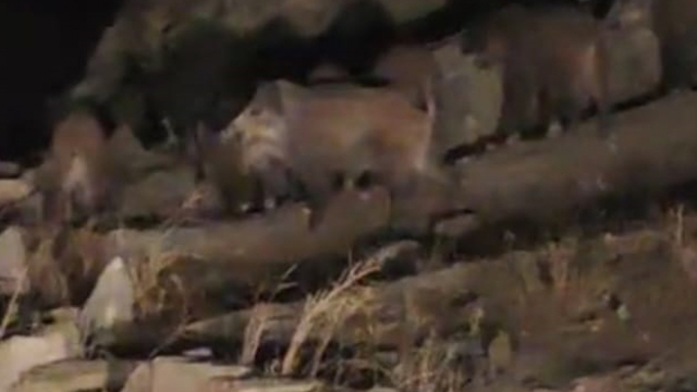 Van'da kırsal mahalleye inen domuz sürüsü görüntülendi