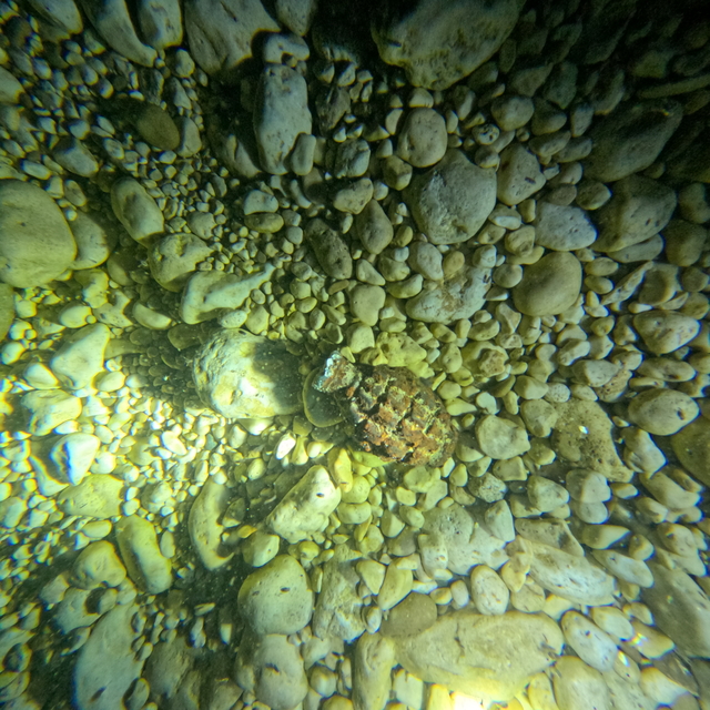 Bitlis'te görevli "kurbağa adamlar" ve deniz polisleri dalış ve tatbikatlar...