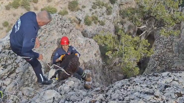 Mersin'de kayalıklarda mahsur kalan 2 keçi kurtarıldı