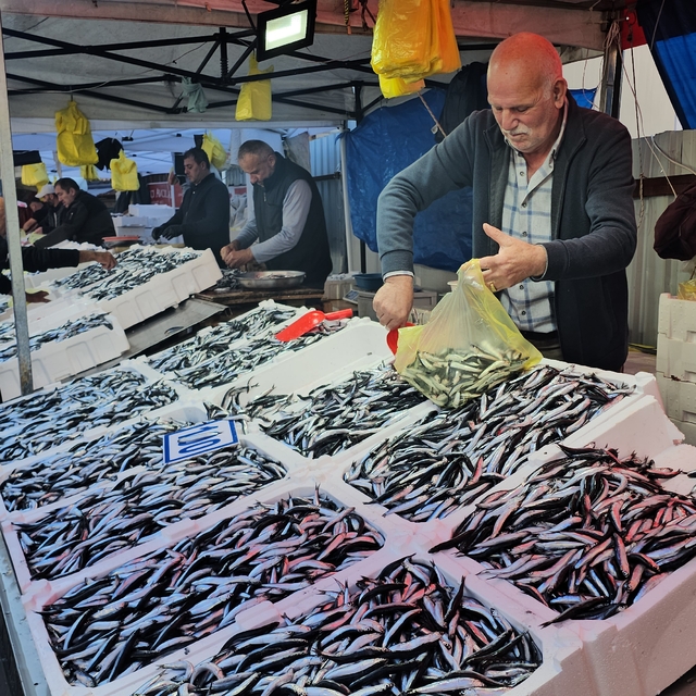 Zonguldak'ta hamsinin kilosu 70 liraya düştü