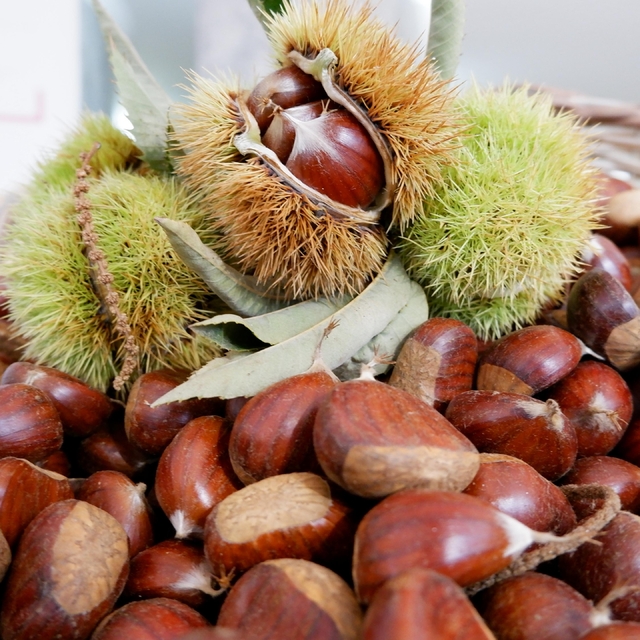 Aydın'da sezonun ilk kestaneleri 550 liradan satıldı