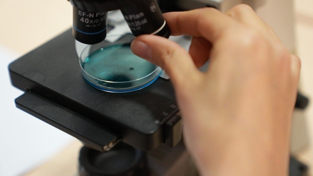 Batı Karadeniz orman fidanlıklarında omurgasız toprak faunası incelenecek