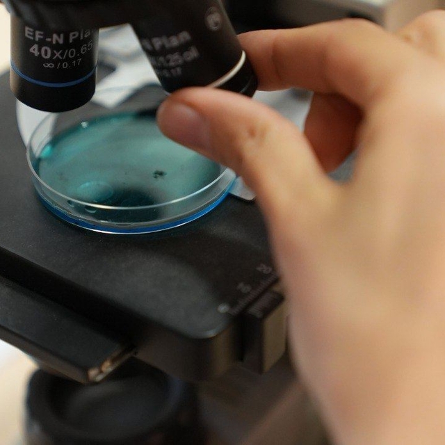 Batı Karadeniz orman fidanlıklarında omurgasız toprak faunası incelenecek