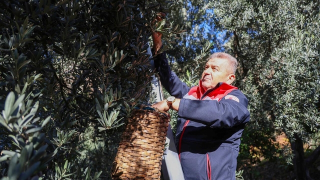 Artvin'de lezzet ödüllü "Butko zeytini" hasadı başladı