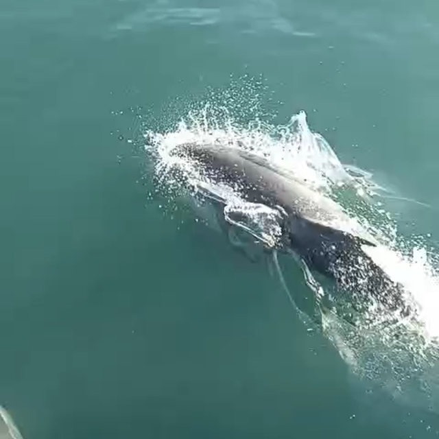 Teknesinin yanında yüzen yunusları görüntüledi