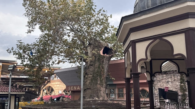 Bursa'nın simgelerinden Ulu Cami'nin bahçesindeki tarihi çınarın dalı kırıldı