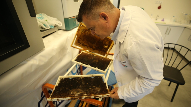 Borla üretilen doğal solüsyon arıları öldüren zararlıları yok ediyor