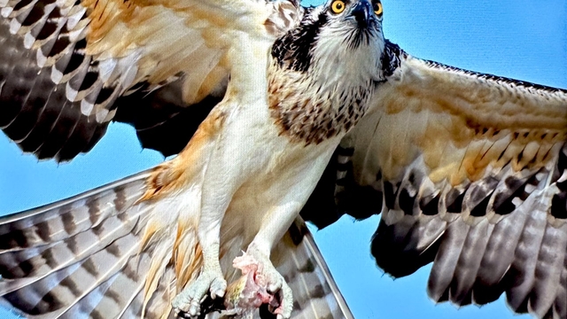 Suya dalabilen tek yırtıcı kuş olan 'balık kartalı', Uluabat Gölü'nde görüntülendi