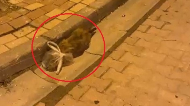 Kedinin başına poşet geçirip bağladılar