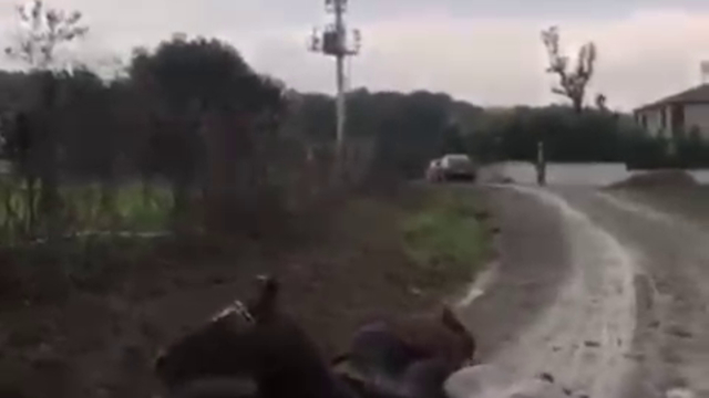 Kaçak çekilen elektrik hatında akıma kapılan 2 attan 1'i öldü