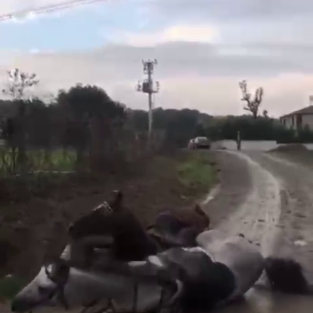 Kaçak çekilen elektrik hatında akıma kapılan 2 attan 1'i öldü