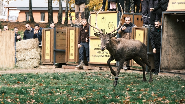 Kocaeli'de 7 kızılgeyik daha doğaya salındı