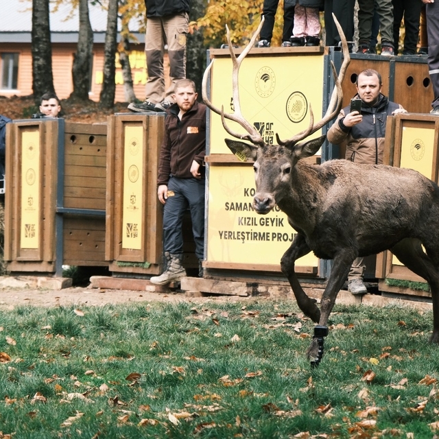 Kocaeli'de 7 kızılgeyik daha doğaya salındı
