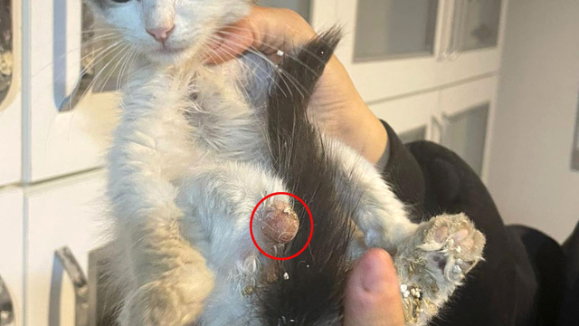 'Bağlama büyüsü' için sokak hayvanlarının uzuvlarını kesmişler