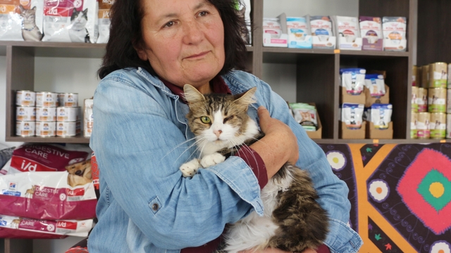 Anemi hastası kedi 'Nazlı', donör 'Casper'ın kanıyla sağlığına kavuştu