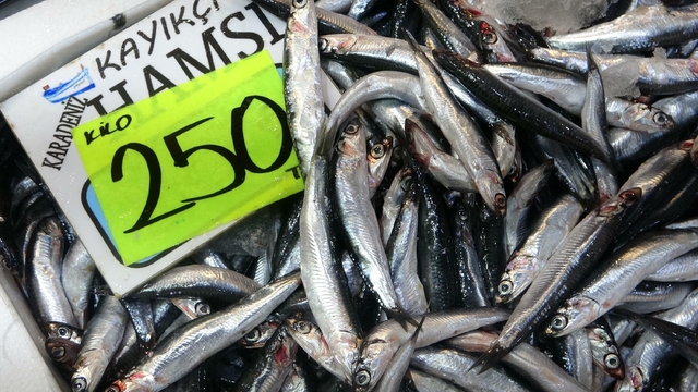 Karadeniz'de hamsi popülasyonu yoğun