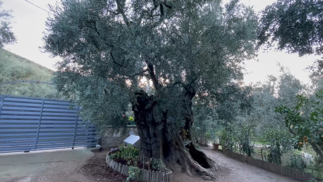 Evinin pencerelerini, 3 bin yıllık zeytin ağacını görüp güne başlayacak şekilde tasarladı