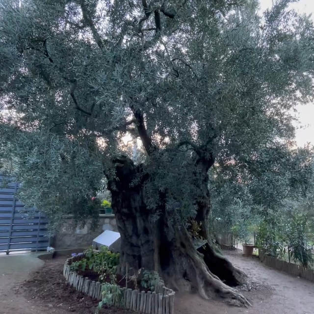 Evinin pencerelerini, 3 bin yıllık zeytin ağacını görüp güne başlayacak şek...