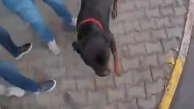 Ağızlıksız dolaştırılan köpek 2 kişiyi yaraladı; o anlar kask kamerasında