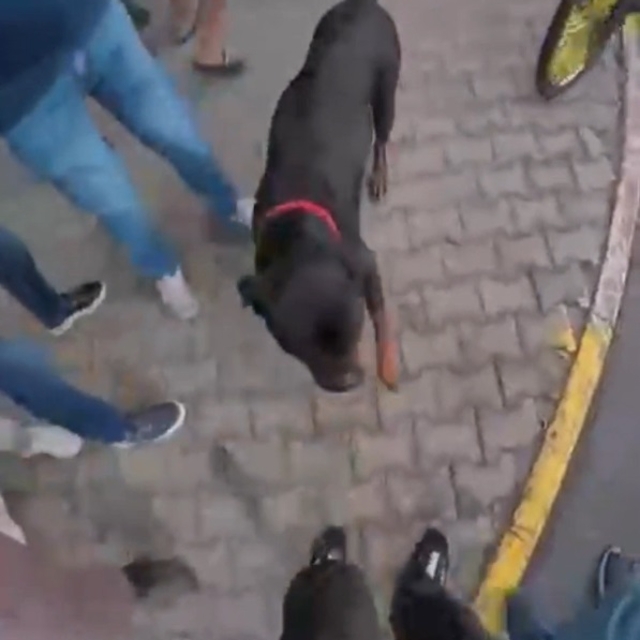 Ağızlıksız dolaştırılan köpek 2 kişiyi yaraladı; o anlar kask kamerasında