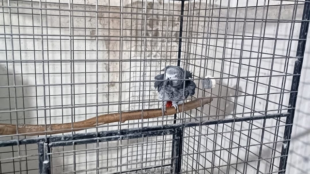 Tekirdağ'da yasa dışı yollarla yurda sokulan 21 papağan ele geçirildi