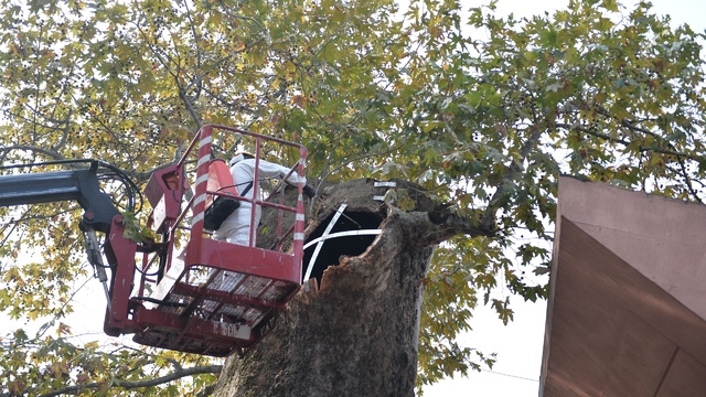 Bursa'da dalı kırılan 346 yaşındaki çınarın korunması için çalışma başlatıldı