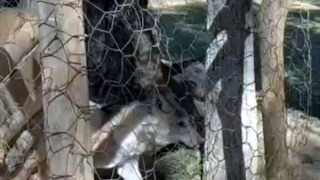 Van'da evde tutulan kurt kurtarıldı