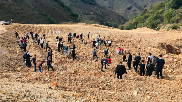 Espiye'de üniversite öğrencileri fidan dikti
