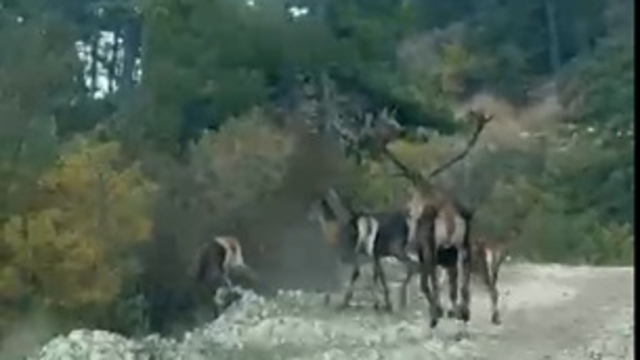 Geyik sürüsü yola indi