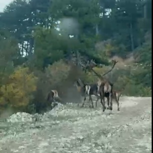 Geyik sürüsü yola indi