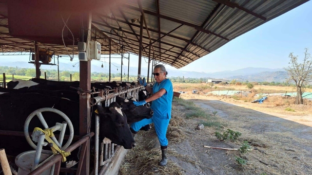 Yenipazar'da 9 mahallede 'şap' karantinası