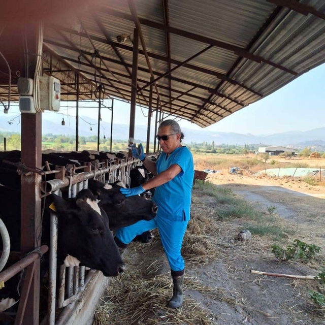 Yenipazar'da 9 mahallede 'şap' karantinası