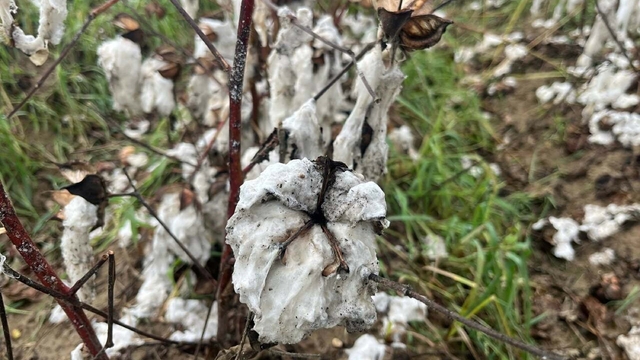 İncirliova'da 6 bin dönüm pamuk tarlası zarar gördü