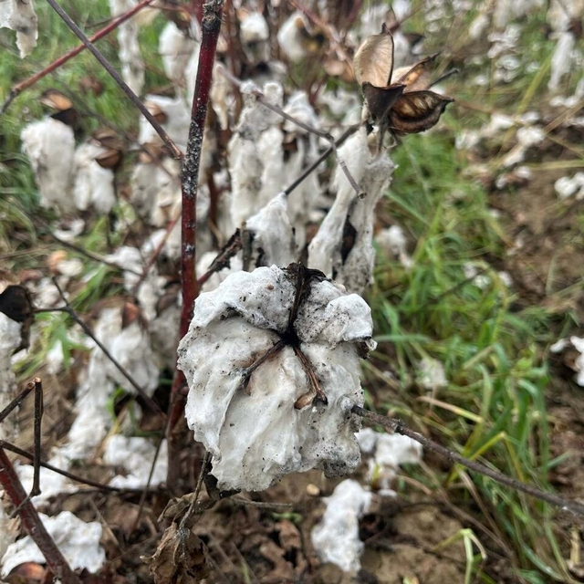 İncirliova'da 6 bin dönüm pamuk tarlası zarar gördü