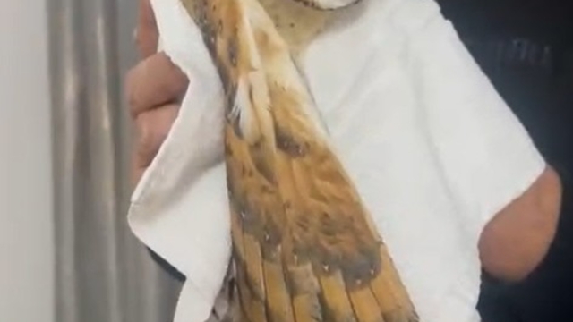 'Peçeli baykuş', Bursa'da evin balkonuna girdi