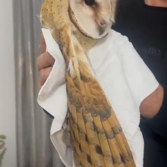 'Peçeli baykuş', Bursa'da evin balkonuna girdi