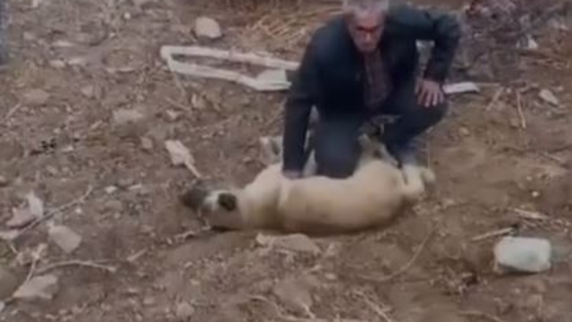 Fenalaşan köpeği kalp masajı yaparak kurtardı; O anlar kamerada