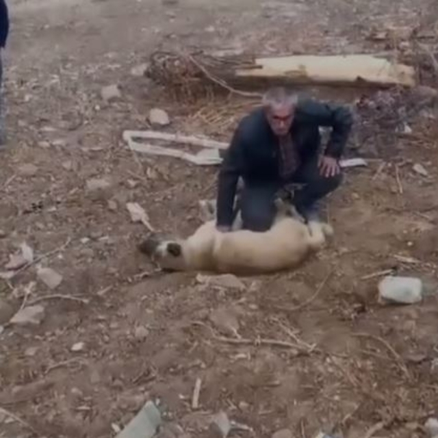 Fenalaşan köpeği kalp masajı yaparak kurtardı; O anlar kamerada