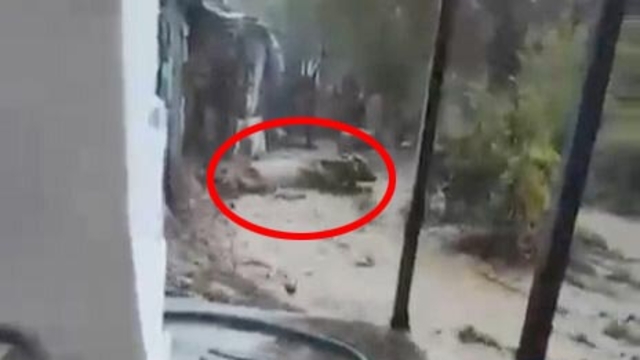 Aydın'da sağanak etkili oldu, sele kapılan 15 büyükbaş kurtarıldı; o anlar kamerada (2)