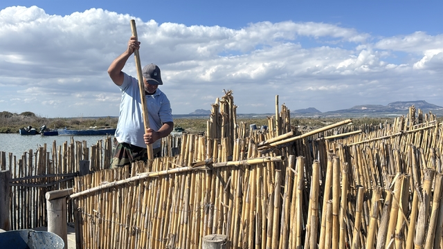 Çukurova'nın dalyan havyarı sofraları süslüyor