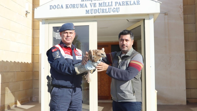 Kırşehir'de jandarmanın bulduğu yaralı kızıl şahin tedaviye alındı