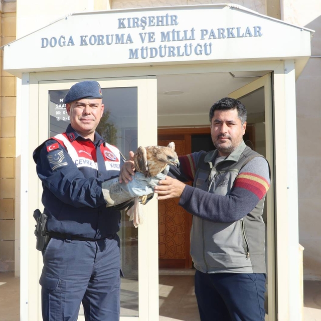 Kırşehir'de jandarmanın bulduğu yaralı kızıl şahin tedaviye alındı